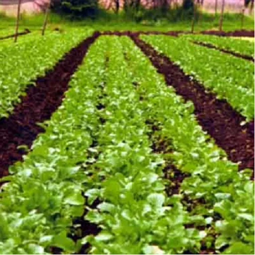 Organic Farming icon