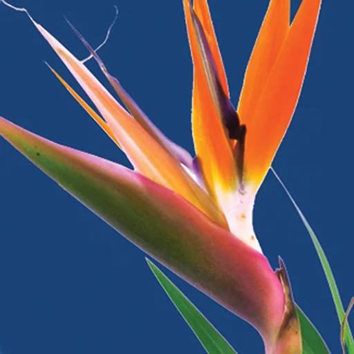 FloralApp icon