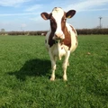 Acorn Dairy logo
