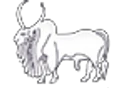 Adijina Global