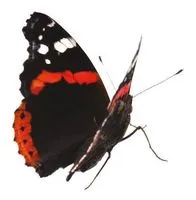 Admiral Cleaning Supplies logo