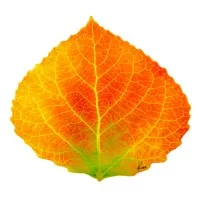 Ajax Strategies logo