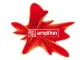 Amplifon logo