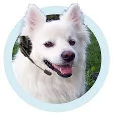 annuncianimali.it logo