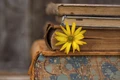 Ash Tree Books logo