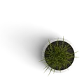 Bizotics