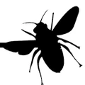 BlackBug