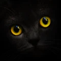 Blackcatcard logo