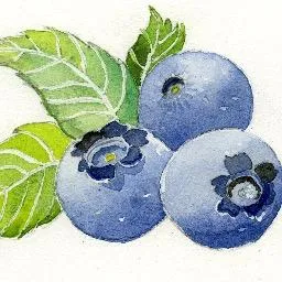 Blueberry Therapeutics logo