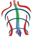 Capri Spine