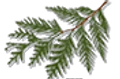 Cedar Valley logo