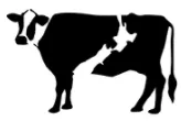 DFNZ logo