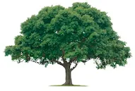 Family Tree Home Care logo