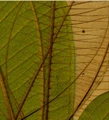 GreenPod Development logo