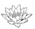 Holistic Skin Hub logo