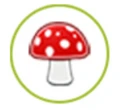 Indus Mushrooms