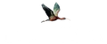 Jawakara logo