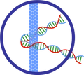 Kovid BioAnalytics