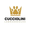 Labradoodles By Cucciolini logo