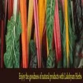 Lakshyam Herbs