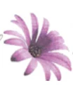 Natural Relief logo