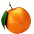 Orange Biotech