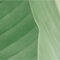 Pangaea Impact Investments logo