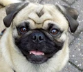 Payday Pug logo
