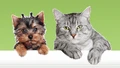 Pet-union logo