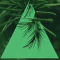 Pine Tree