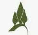 Pinetree Capital logo