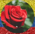 plants or flowers logo