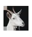 QurbaniApp