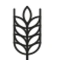 Ripening logo