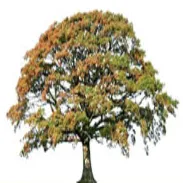 Royal Oak Underwriters logo
