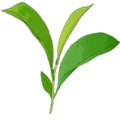 Simla Fine Tea