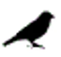 Sparrow Financial logo