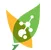 Styrax