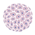 Sydney Skin Hospital logo