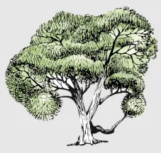 Tembusu Partners logo