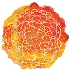 The Marygold Companies logo