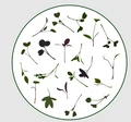 UrbanFarm logo