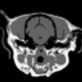 Veterinary Radiology logo