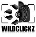 WildClickz logo