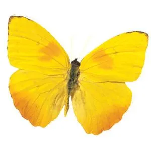 Young Explorers logo