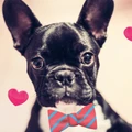 YummieBone logo