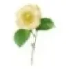 Camellia Overseas Private Limited image