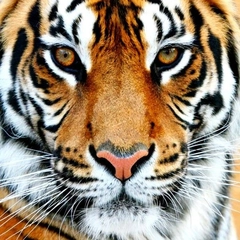 Akshat Gupta (We are hiring)