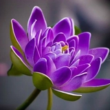 Christi O. Ms, Csm, Cspo