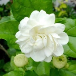 Jasmin George Pereira